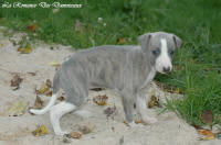 Photo Chiot whippet issu de l'élevage de la Romance des Damoiseaux