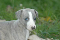 Photo Chiot whippet issu de l'élevage de la Romance des Damoiseaux