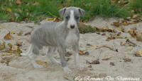 Photo Chiot whippet issu de l'élevage de la Romance des Damoiseaux