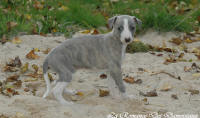Photo Chiot whippet issu de l'élevage de la Romance des Damoiseaux