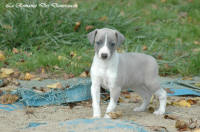 Photo Chiot whippet issu de l'levage de la Romance des Damoiseaux