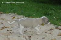 Photo Chiot whippet issu de l'élevage de la Romance des Damoiseaux