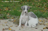 Photo Chiot whippet issu de l'élevage de la Romance des Damoiseaux