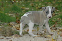 Photo Chiot whippet issu de l'élevage de la Romance des Damoiseaux