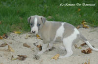 Photo Chiot whippet issu de l'élevage de la Romance des Damoiseaux