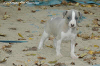 Photo Chiot whippet issu de l'élevage de la Romance des Damoiseaux