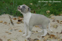 Photo Chiot whippet issu de l'élevage de la Romance des Damoiseaux