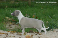 Photo Chiot whippet issu de l'levage de la Romance des Damoiseaux