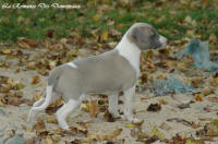 Photo Chiot whippet issu de l'élevage de la Romance des Damoiseaux