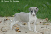 Photo Chiot whippet issu de l'élevage de la Romance des Damoiseaux