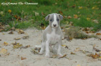 Photo Chiot whippet issu de l'élevage de la Romance des Damoiseaux