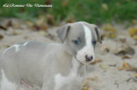 Photo Chiot whippet issu de l'élevage de la Romance des Damoiseaux