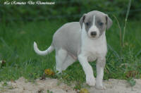 Photo Chiot whippet issu de l'élevage de la Romance des Damoiseaux