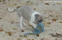 Photo Chiot whippet issu de l'levage de la Romance des Damoiseaux