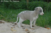 Photo Chiot whippet issu de l'élevage de la Romance des Damoiseaux