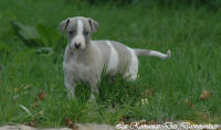 Photo Chiot whippet issu de l'levage de la Romance des Damoiseaux