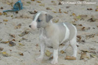 Photo Chiot whippet issu de l'levage de la Romance des Damoiseaux