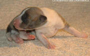 chiot Whippet