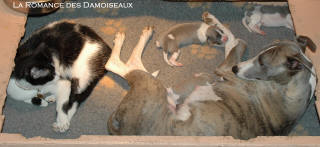 Porte chiot Whippet avec un chat