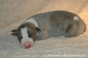 chiot Whippet