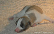 chiot Whippet