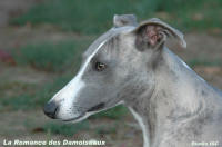 Whippet