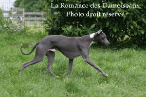 en photo notre whippet Bleu Apoth�ose XR de chambord