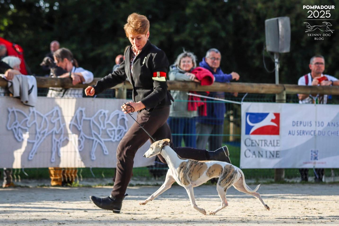 La journée du lévrier à pompadour 