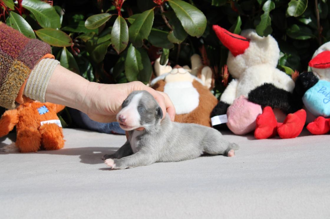 chiot disponible