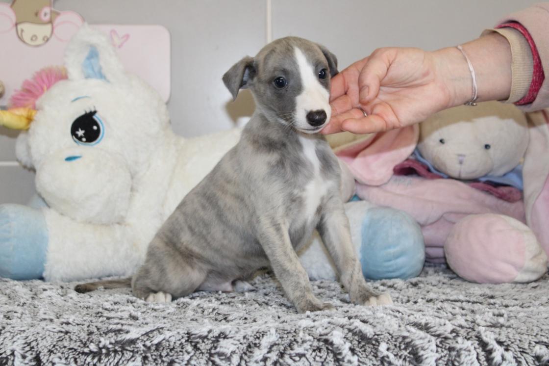 chiot disponible