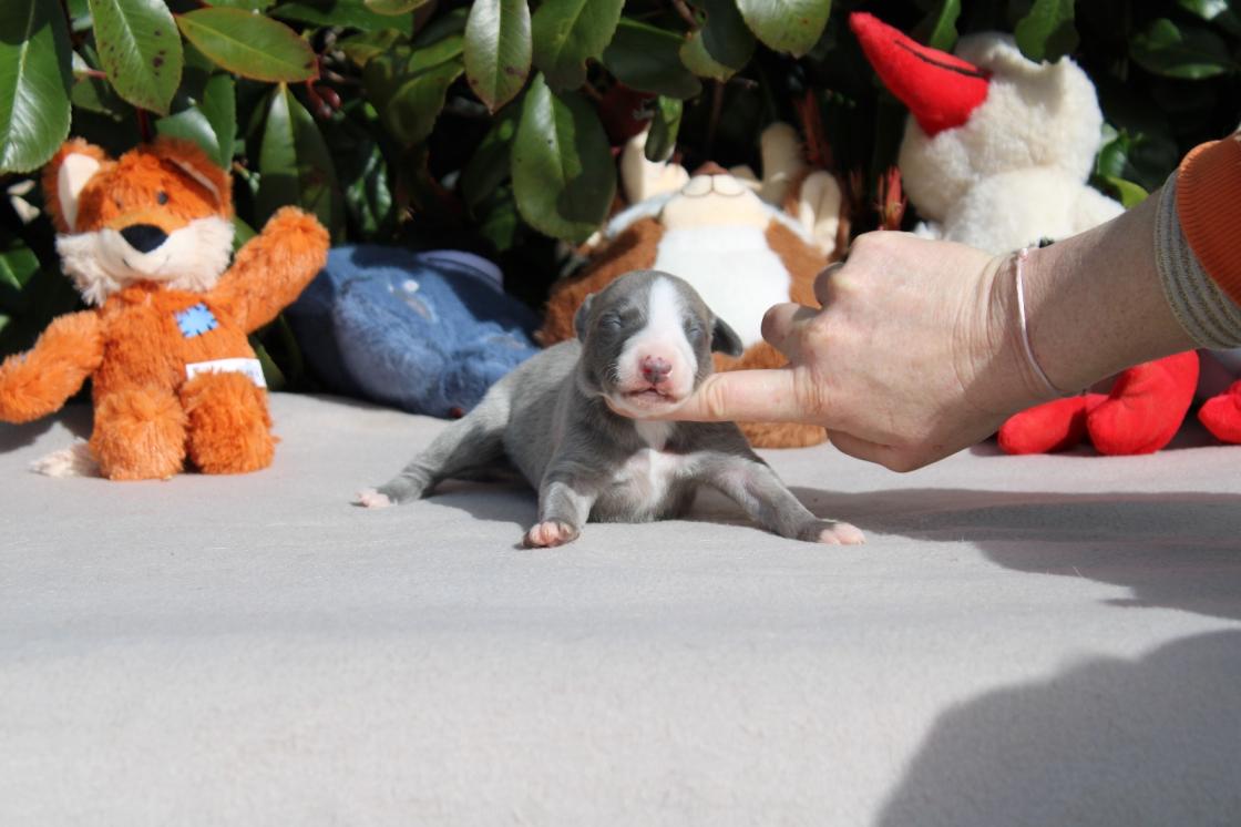 chiot disponible