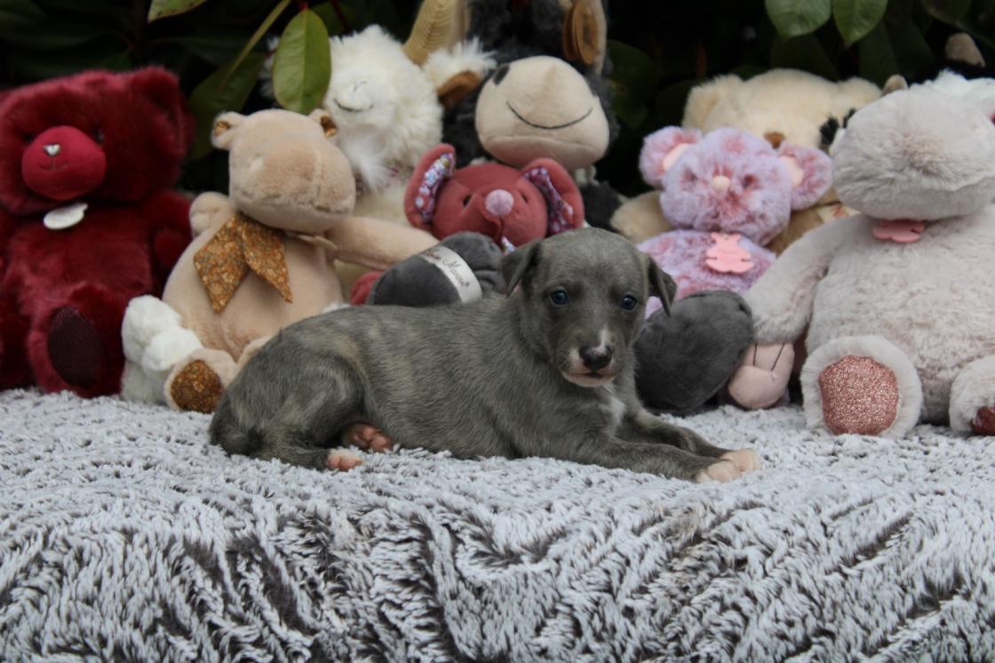 chiot disponible
