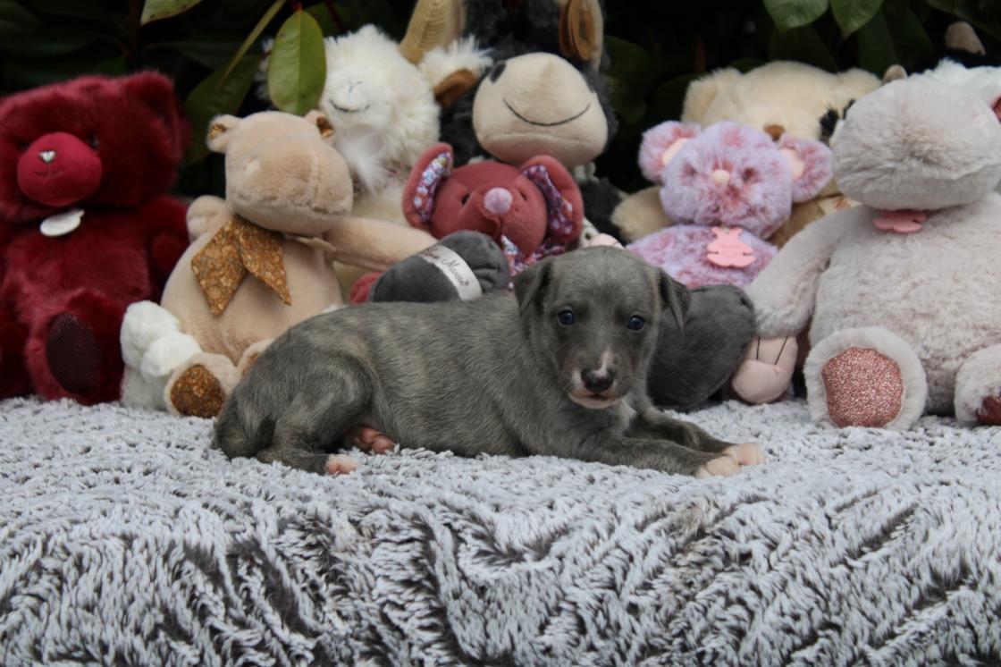 chiot disponible