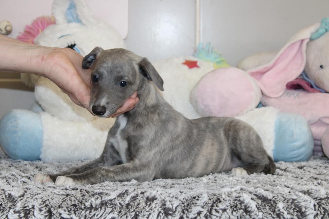chiot disponible