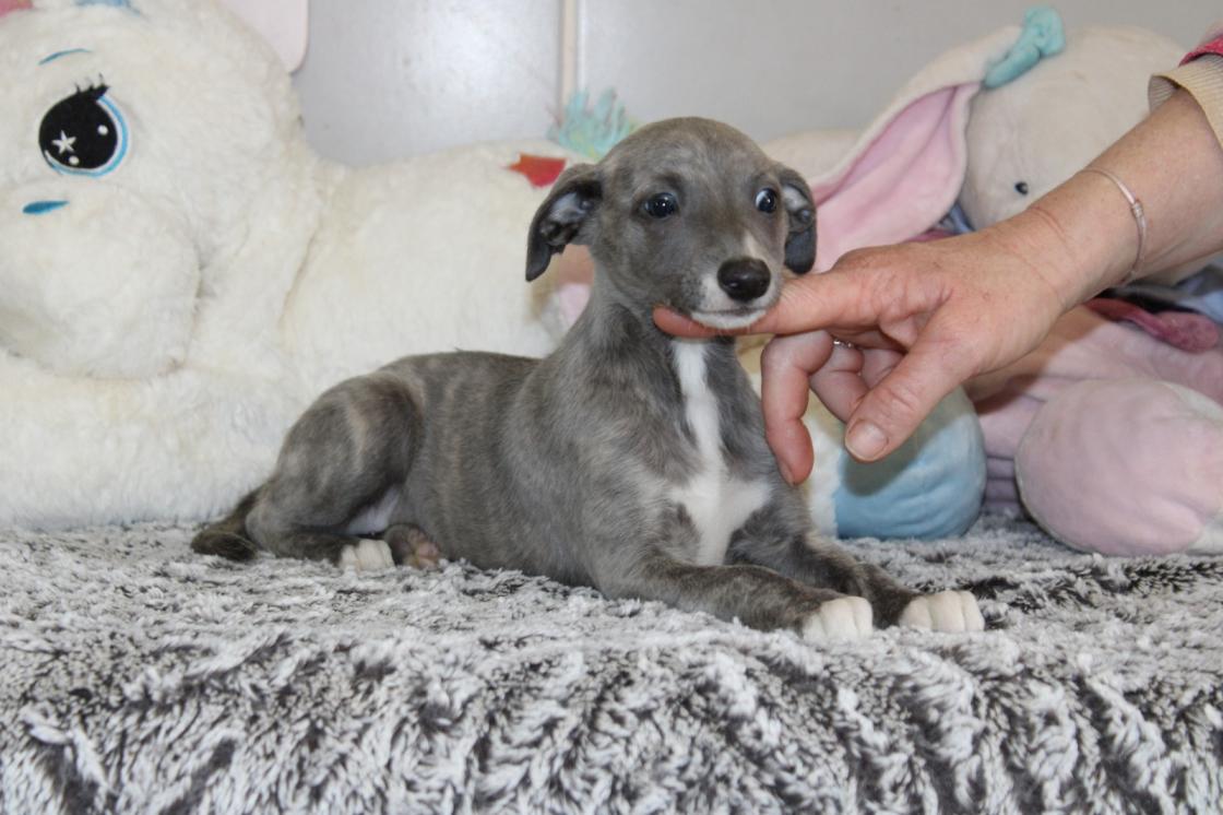 chiot disponible