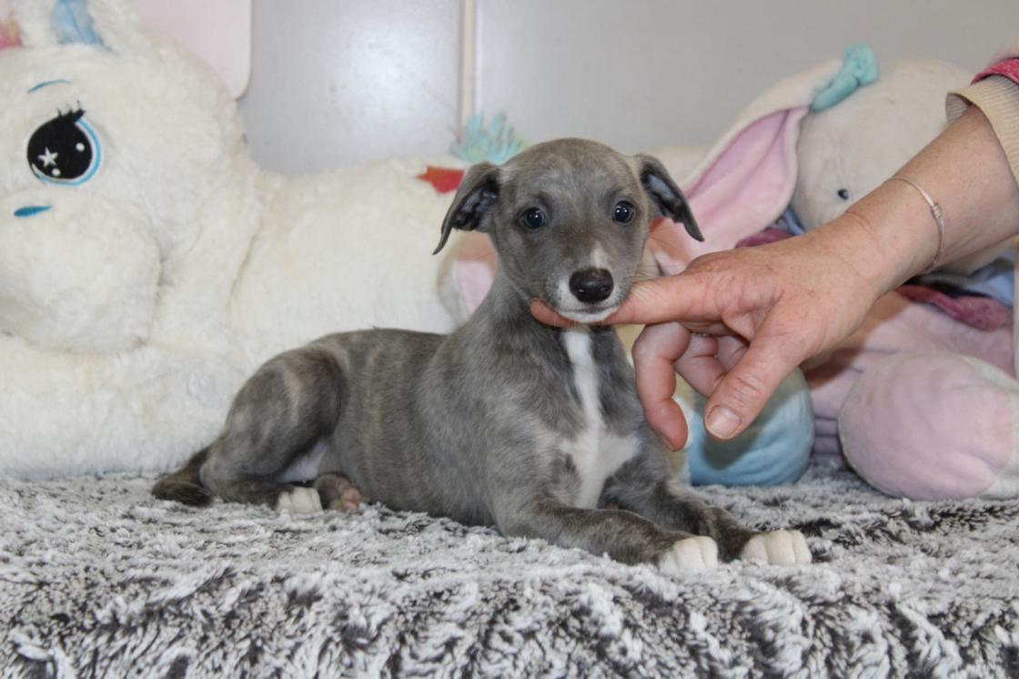 chiot disponible