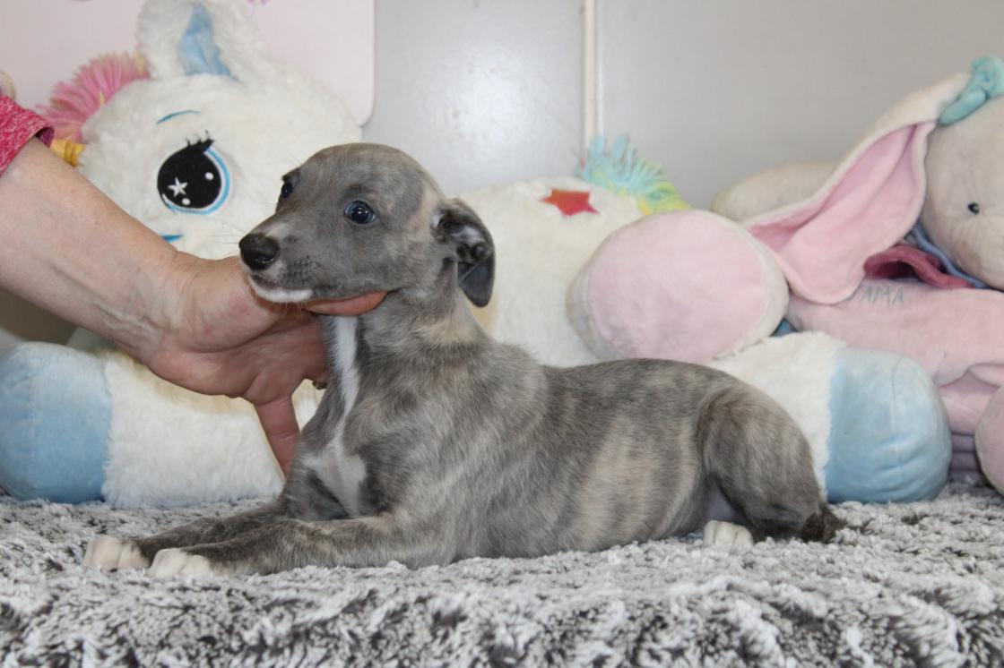 chiot disponible