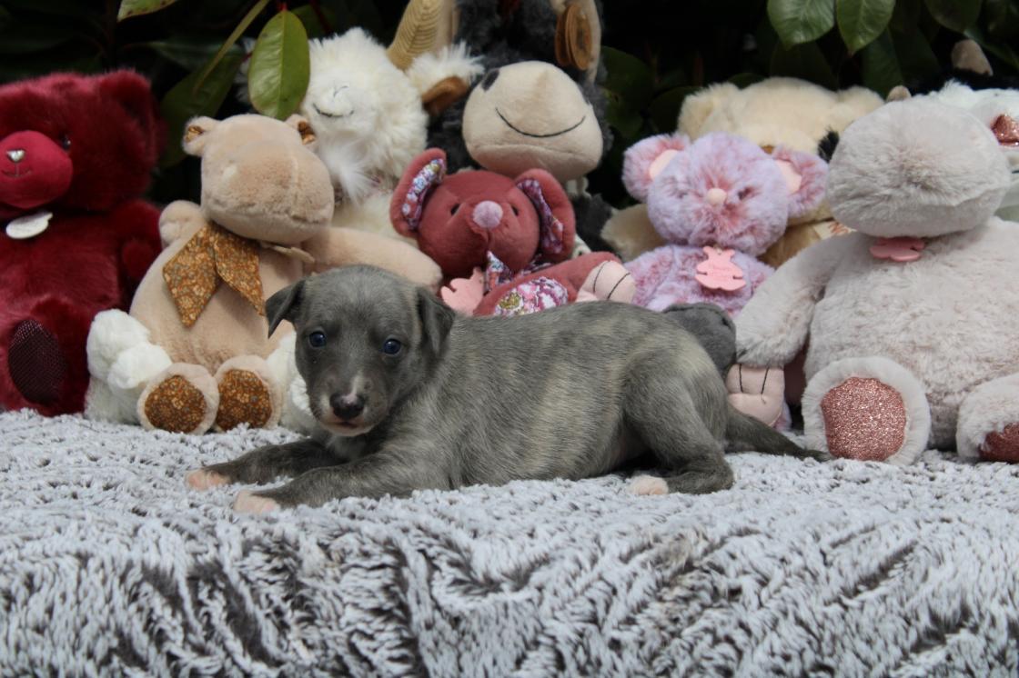 chiot disponible