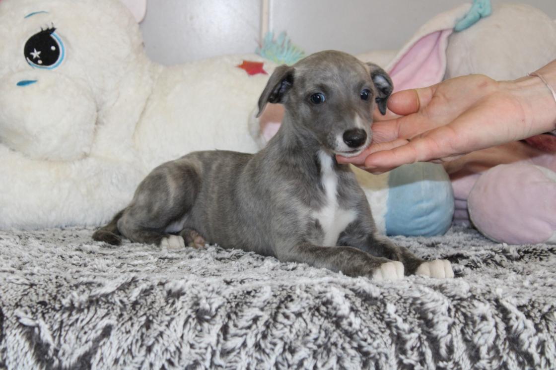 chiot disponible