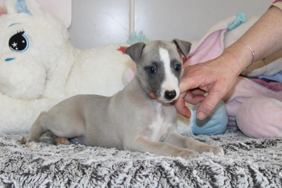 Chiot Whippet Disponible