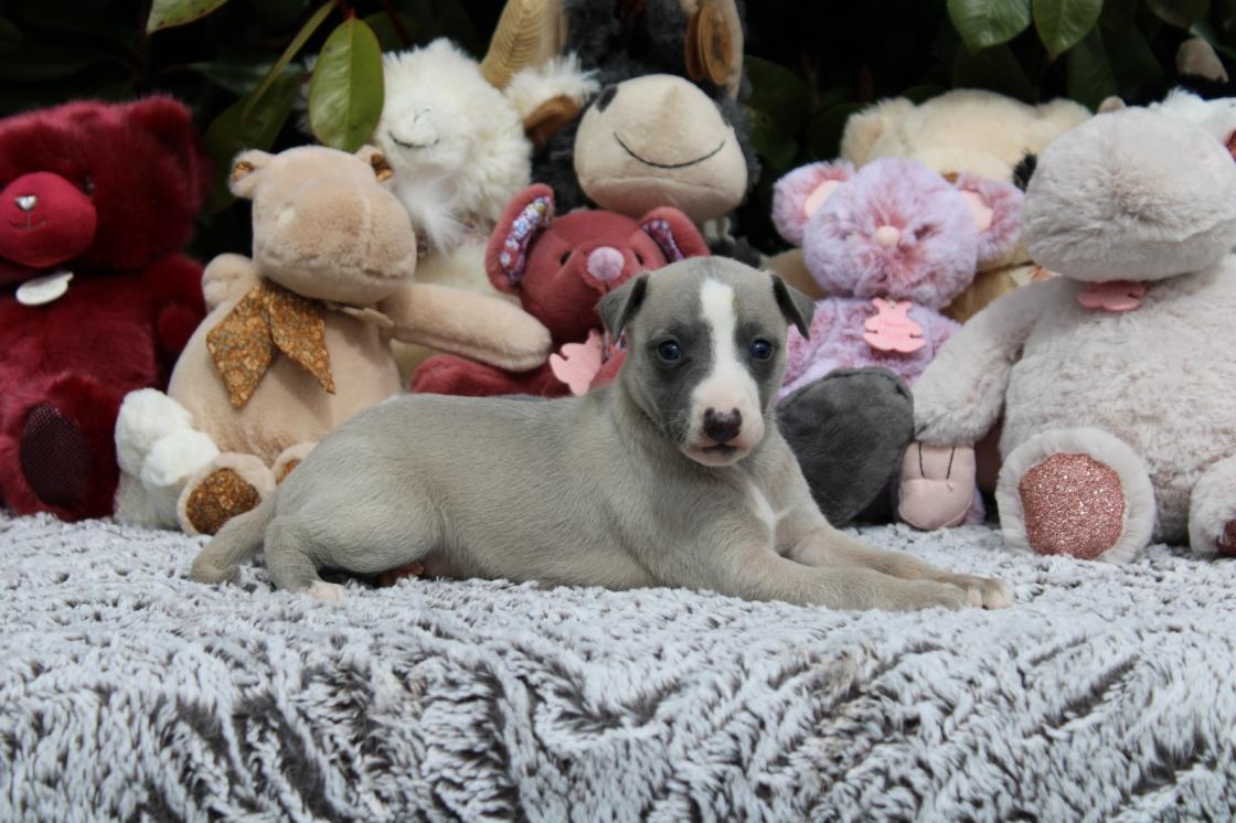 chiot disponible