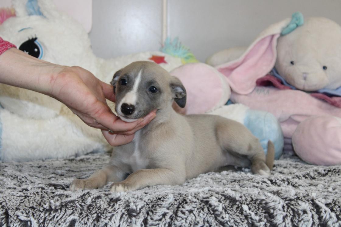 Chiot Whippet Disponible