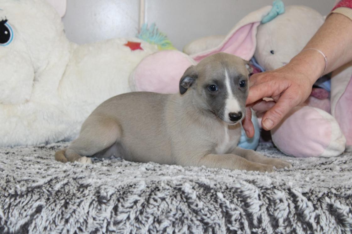 chiot disponible