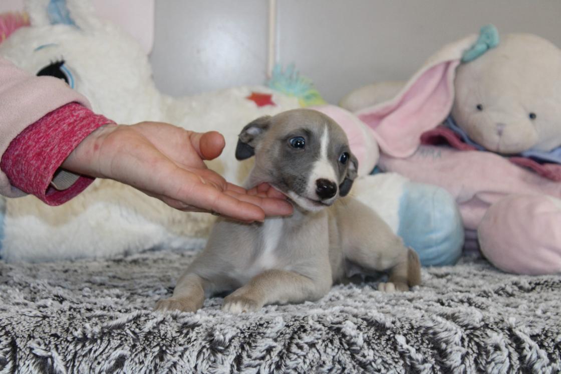 chiot disponible