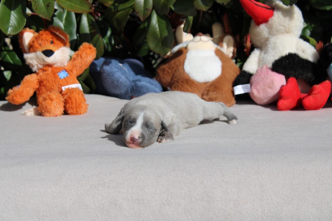chiot disponible