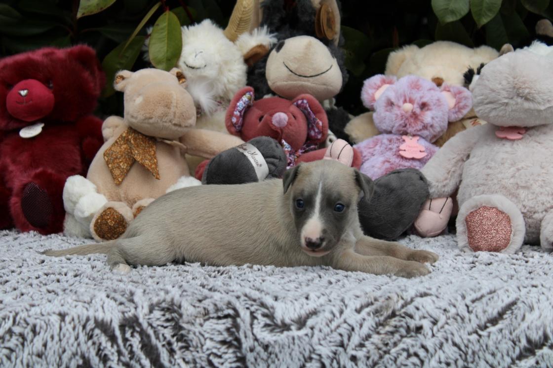 chiot disponible