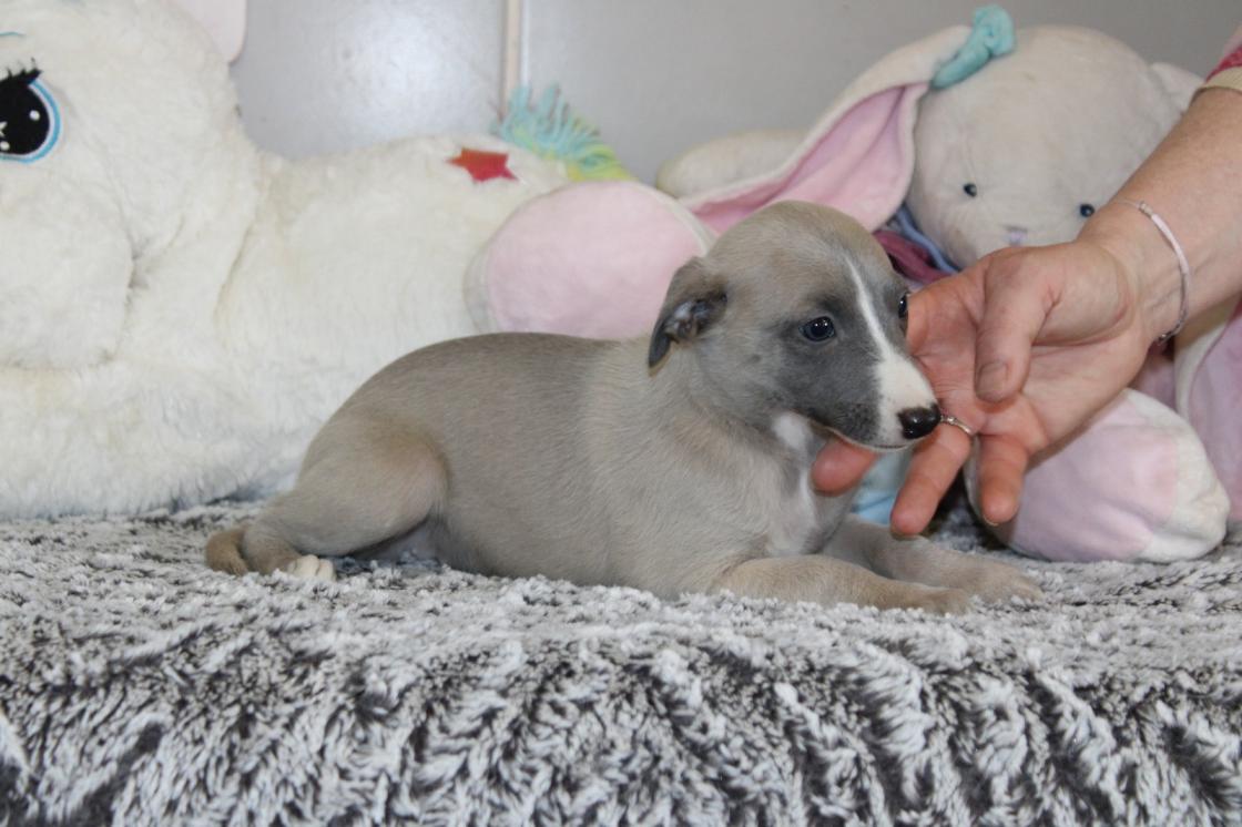 chiot disponible