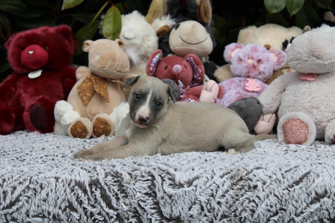 chiot disponible