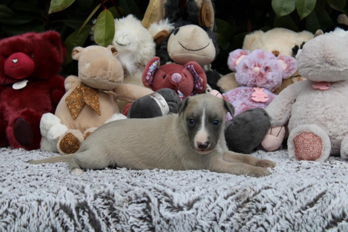 chiot disponible