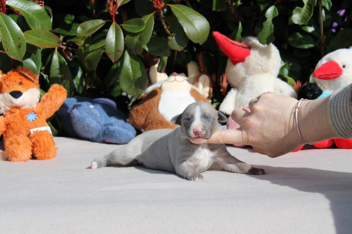chiot disponible